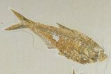 Diplomystus Fossil Fish With Knightia - Wyoming #119472-2